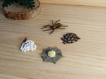 Figurine araignée Cycle de la vie