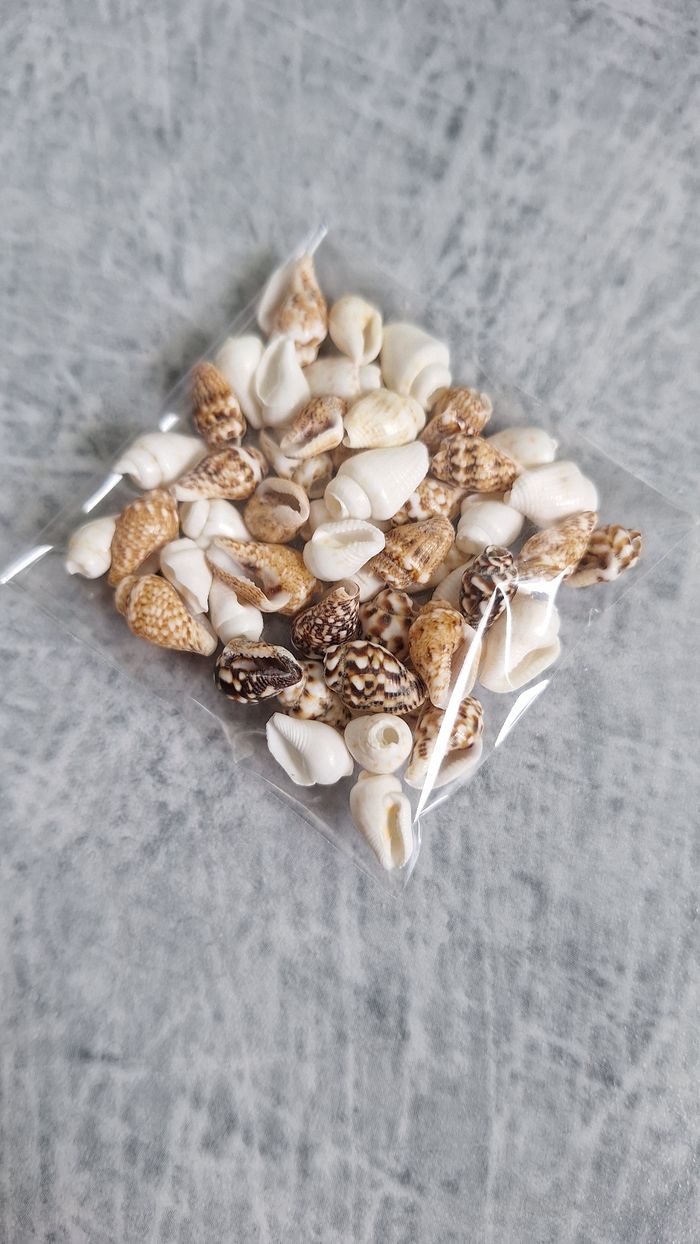 Perles coquillages
