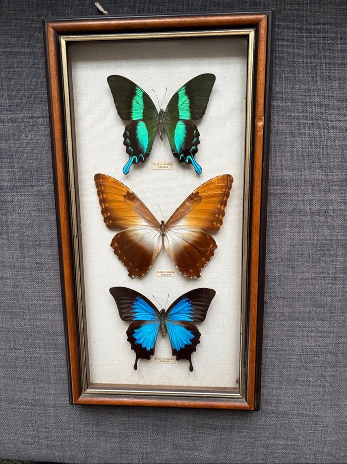 Encadrement papillons sous verre - vintage - très bon état - photo numéro 2
