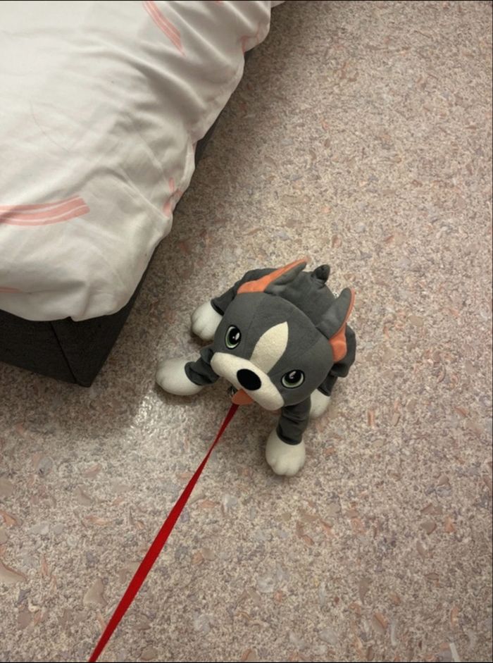 Chien peppy pups