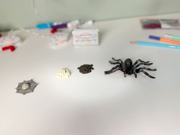 Cycle de vie: L'araignée - Lot de 4 figurines - photo numéro 2