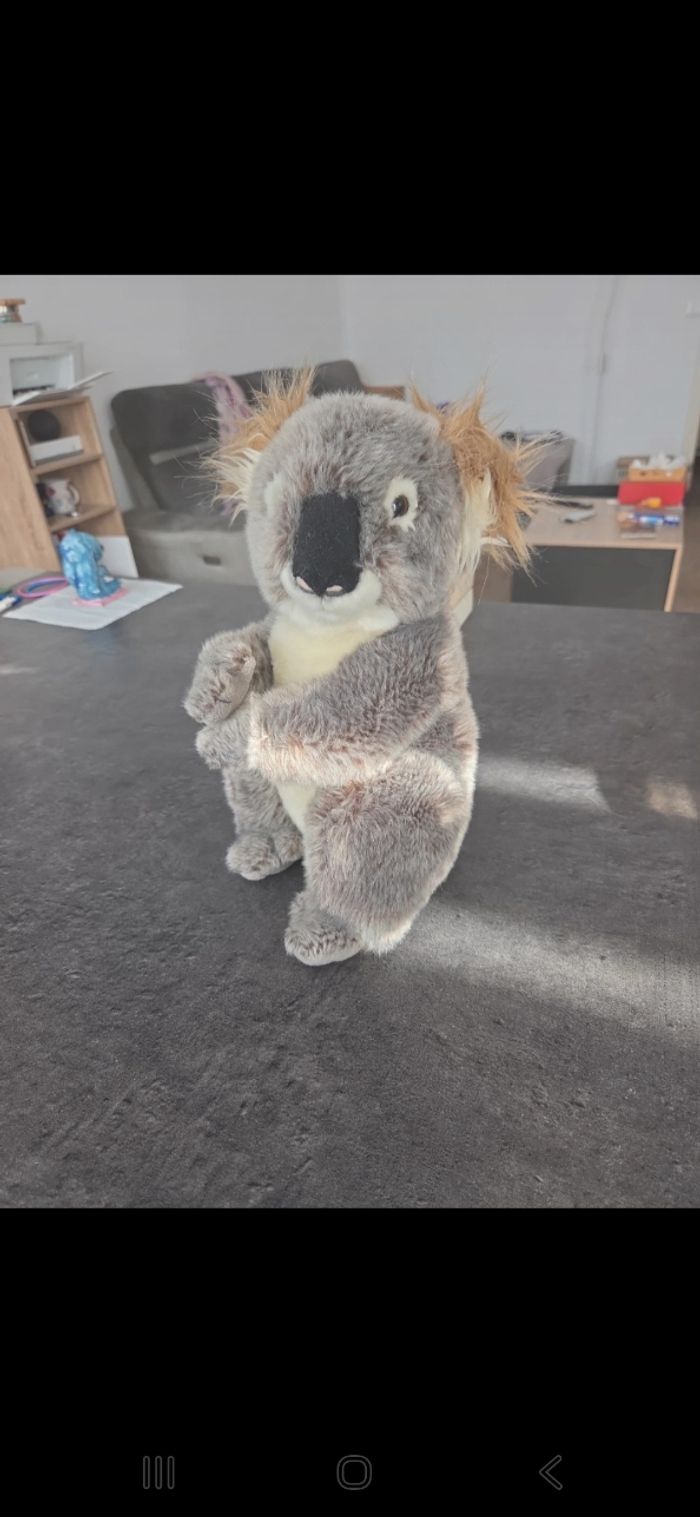 Koala
