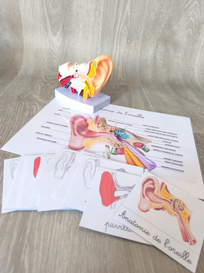 Kit anatomie de l'oreille