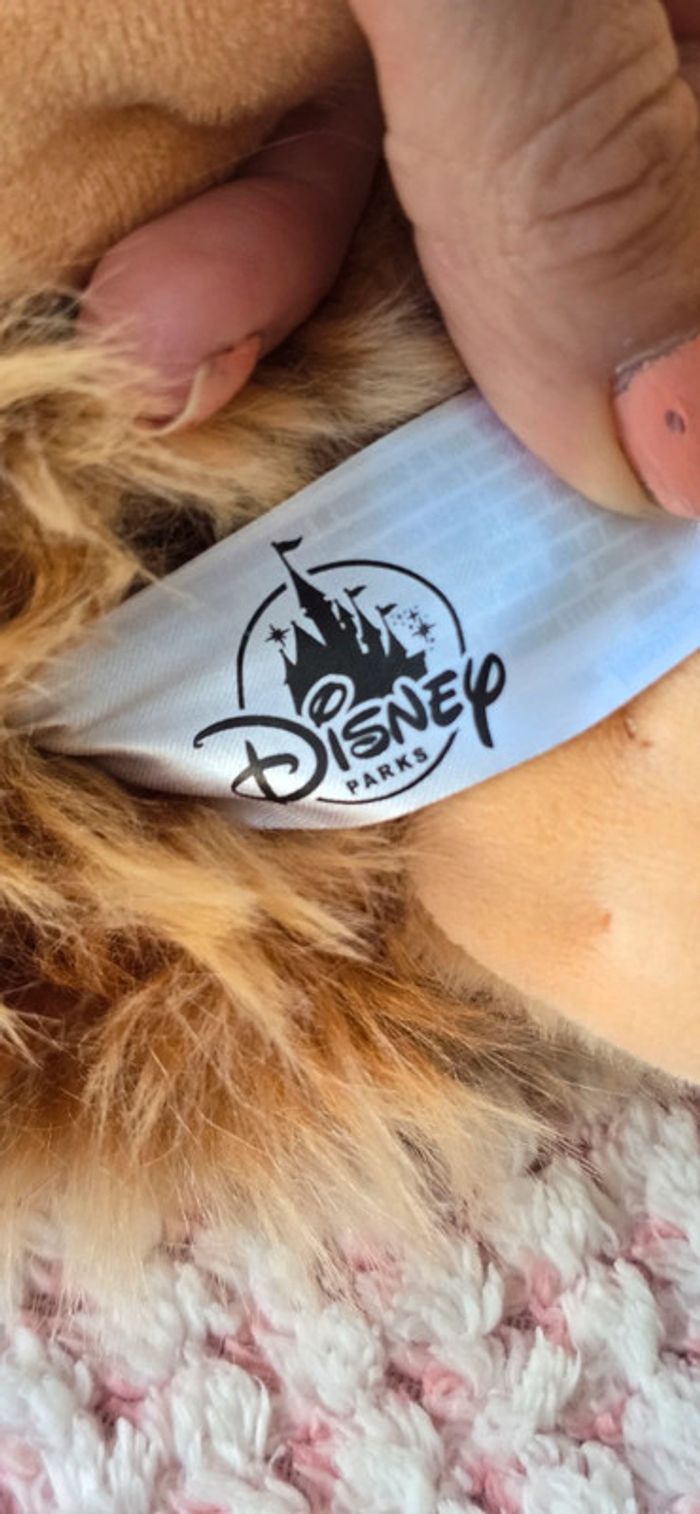 Superbe peluche Lady de la belle et le Clochard acheter a disneyland paris - photo numéro 14