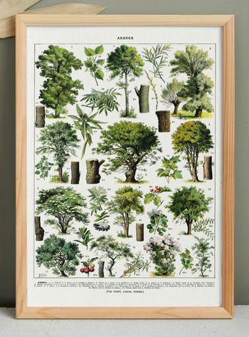 Affiche sur les arbres "tilleul", d'après une lithographie de 1928