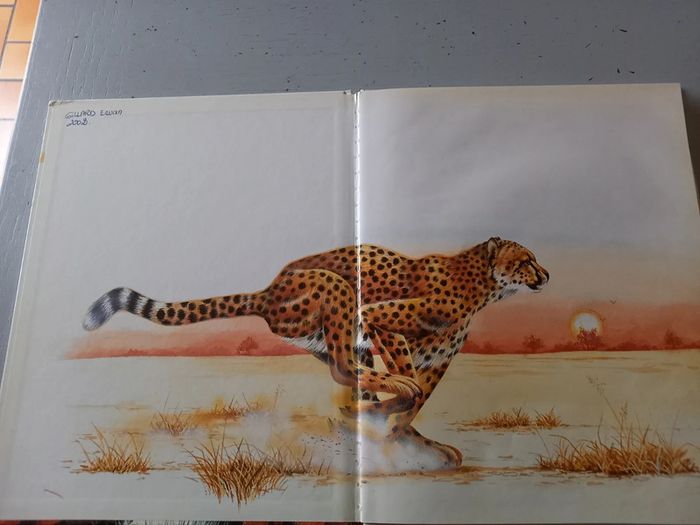 Les fauves - photo numéro 4