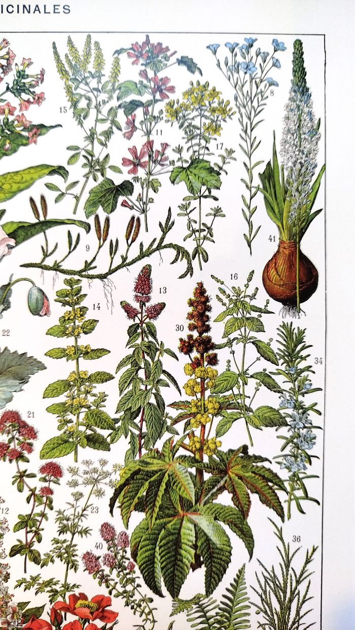 🍃 Affiche sur les plantes médicinales "gui", d'après une lithographie de 1928 - photo numéro 4