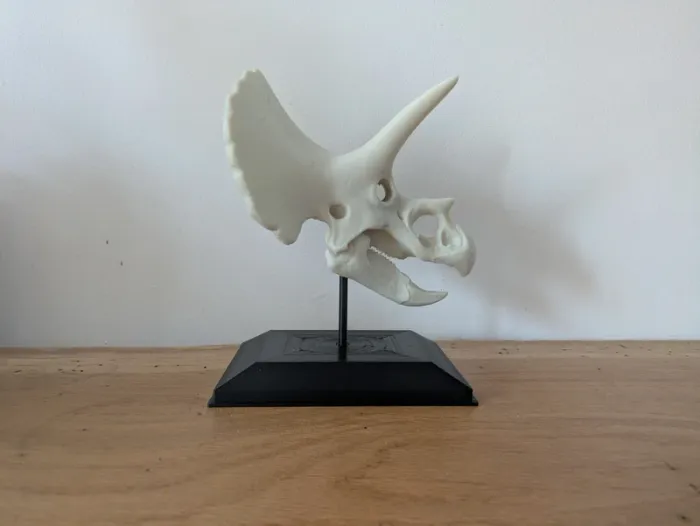 Crâne de triceratops sur socle - photo numéro 6