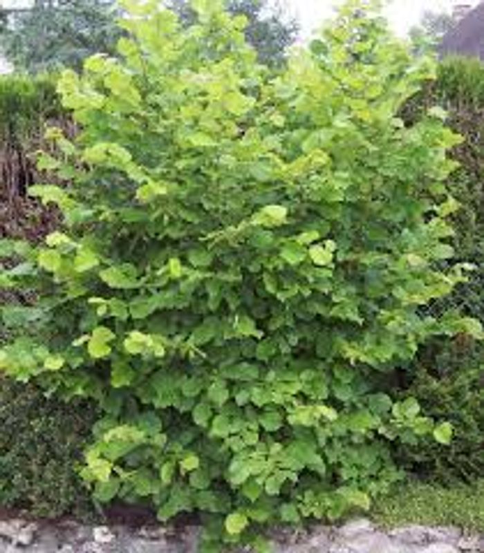Noisetier vert plantes arbustes jardin noisette ronde arbre buisson - photo numéro 2
