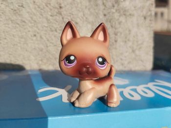 petshop chien