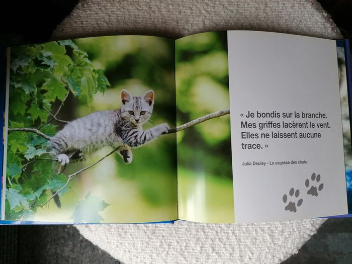 Livre neuf sur les chatons, magnifiques photos - photo numéro 3