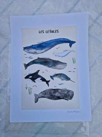Poster affiche les cétacés