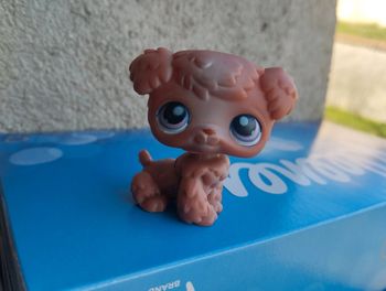 Petshop chien