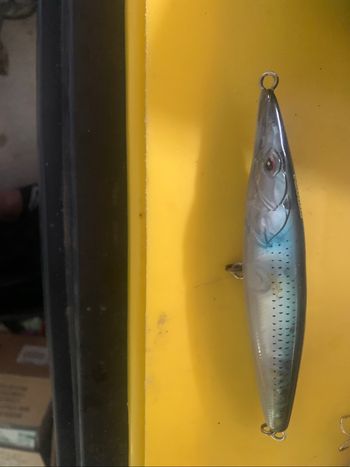 Leurre pêche au bar