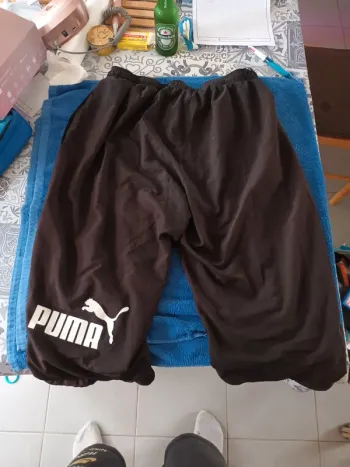 Short puma