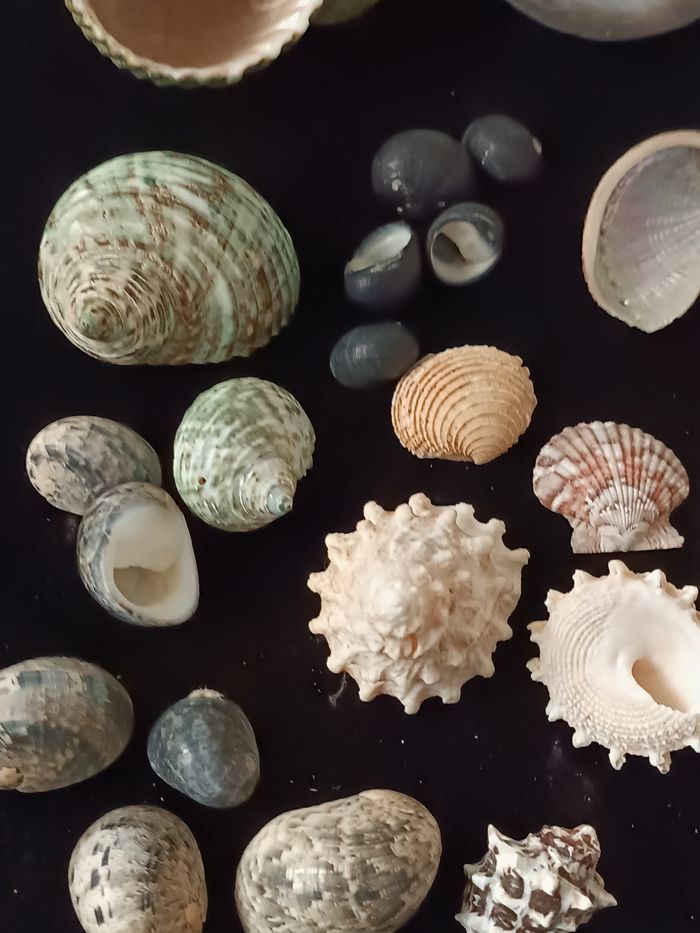 Nacre et autres coquillages - photo numéro 6