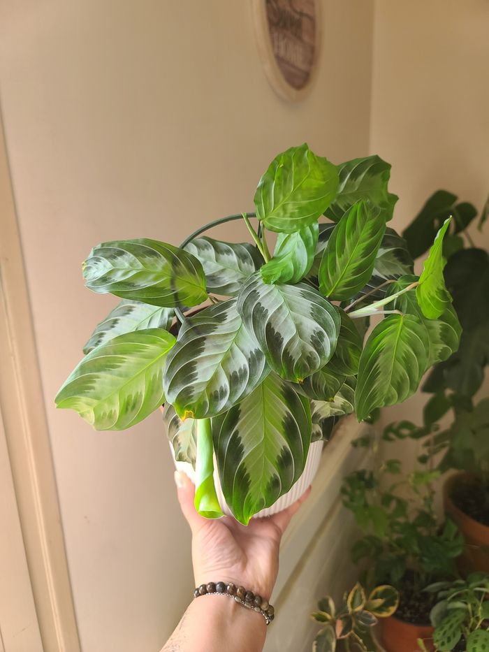 Maranta Silver Band (plante) - photo numéro 6