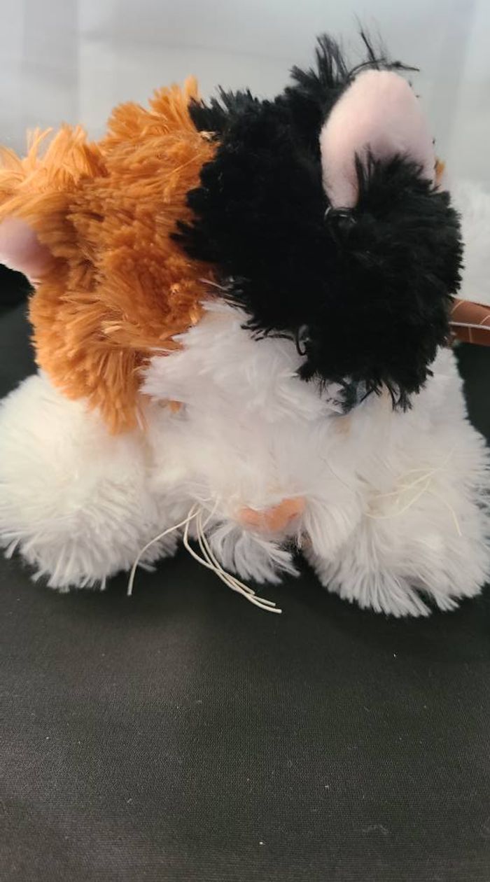 doudou chat - photo numéro 4
