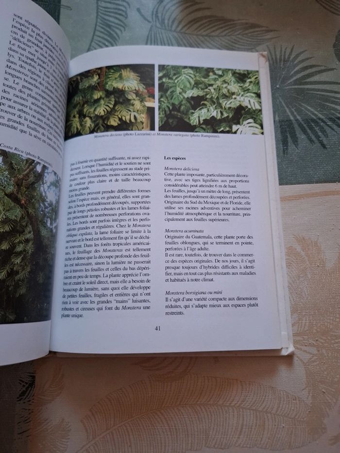 Plantes vertes d'appartement - photo numéro 4