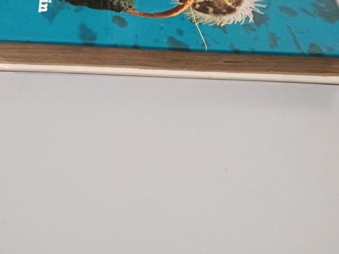 Le monde sous marin - photo numéro 5