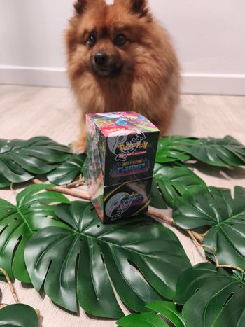 Demi display Pokémon ME02 Flammes Fantasmagoriques