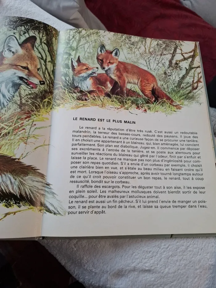 Magnifique livre pour jeune enfant sur les Animaux de la foret - photo numéro 5