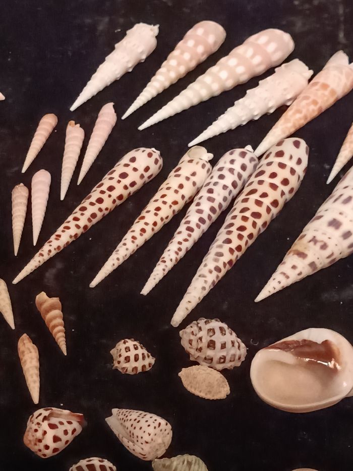 Lot coquillages - photo numéro 8