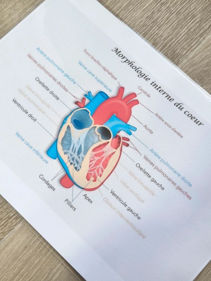 Fiche A4 de la morphologie interne du coeur