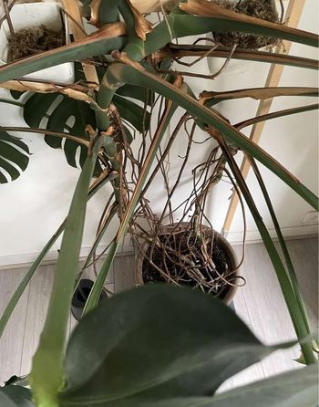 Monstera