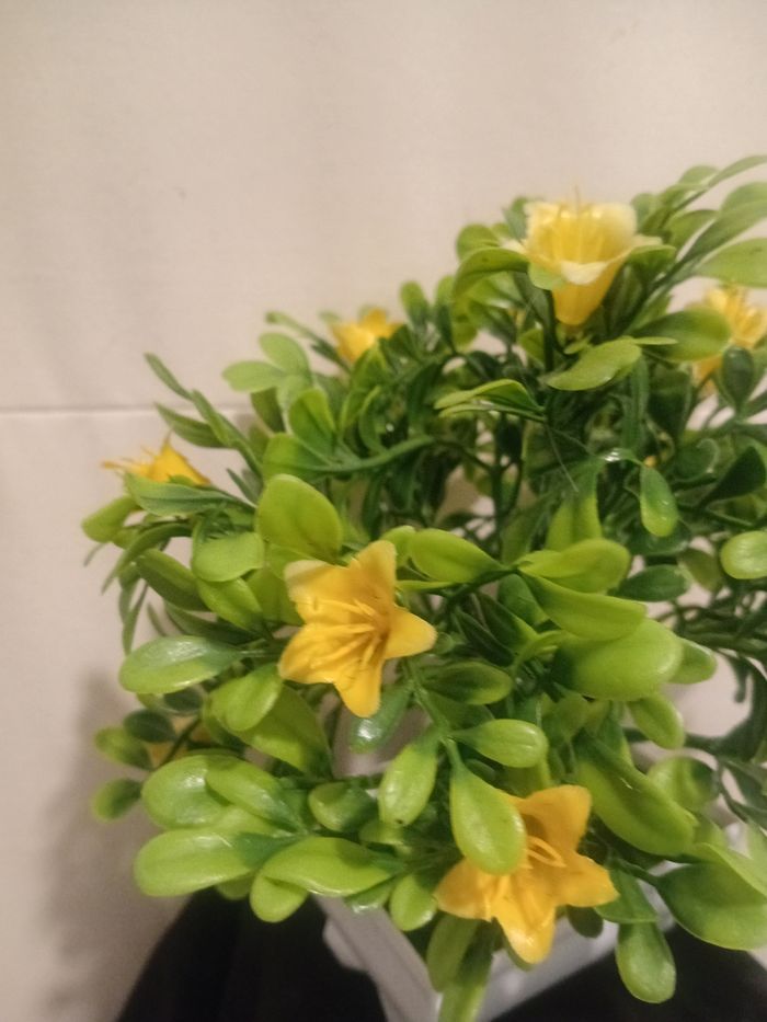 Arbuste bonsaïs fleurie - photo numéro 2