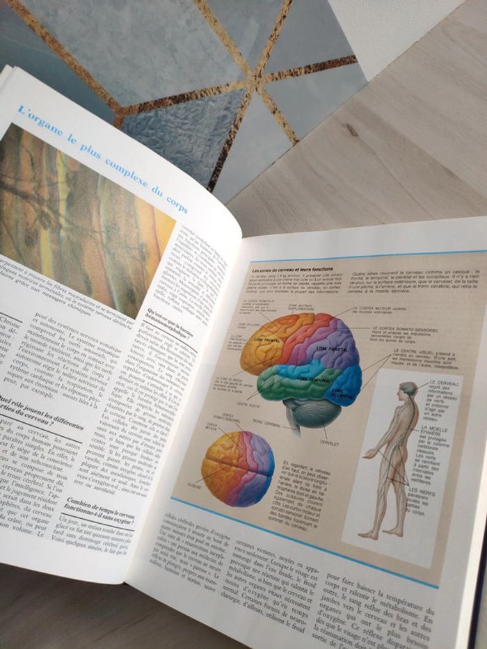 Livre grand format merveilles et secrets du corps humain questions réponses famille - photo numéro 16