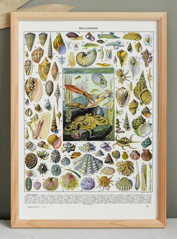 🐚 Affiche sur les coquillages et mollusques, d'après une lithographie de 1928