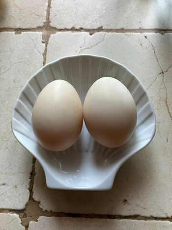 2 oeufs de cane  à cuisiner 