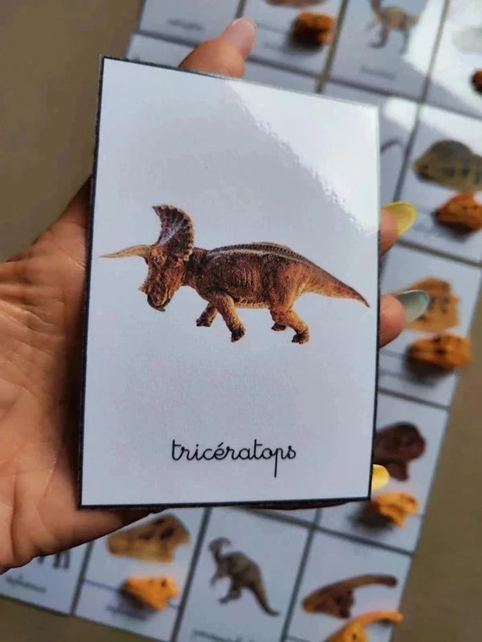 Kit nomenclatures des dinosaures avec crânes Montessori - photo numéro 8