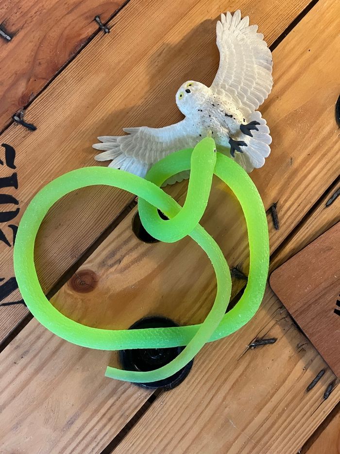 Animaux - photo numéro 2