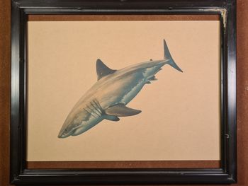 Affiche Rétro Requin Format A4