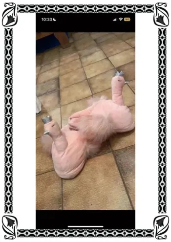 Pantoufles