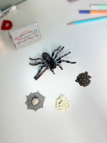 Cycle de vie: L'araignée - Lot de 4 figurines