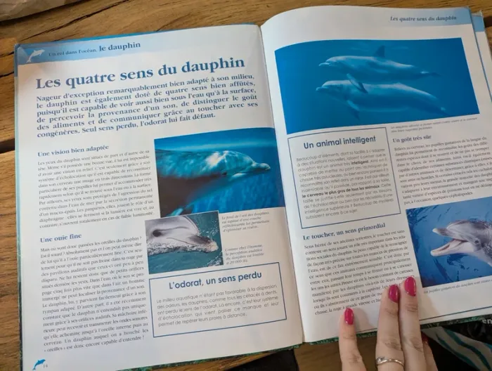 Un roi dans l'océan le dauphin - photo numéro 3