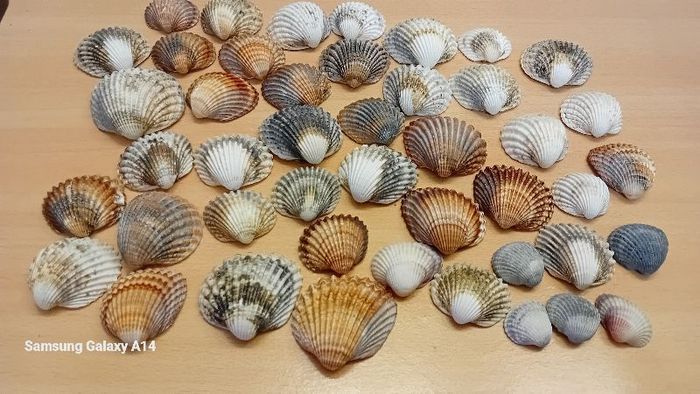 Lot de coquillages