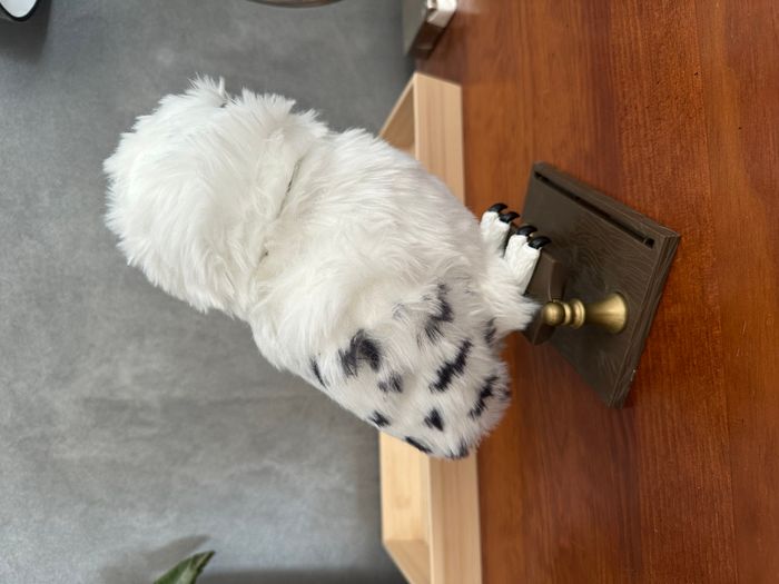 Hedwige Harry Potter - photo numéro 2