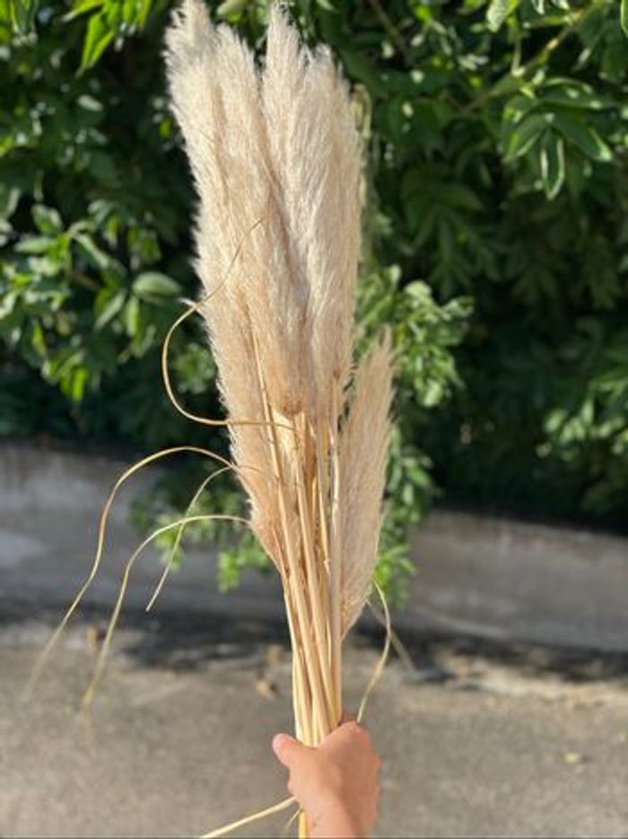10 Tiges de Pampas seché - photo numéro 3