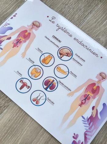 Fiche A4 du système endocrinien