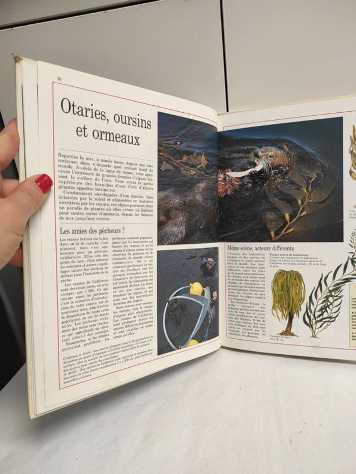 La vie des océans et des mers, N. Davies - photo numéro 5