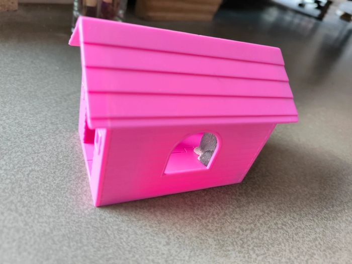 Lot chiens/ chats - photo numéro 3