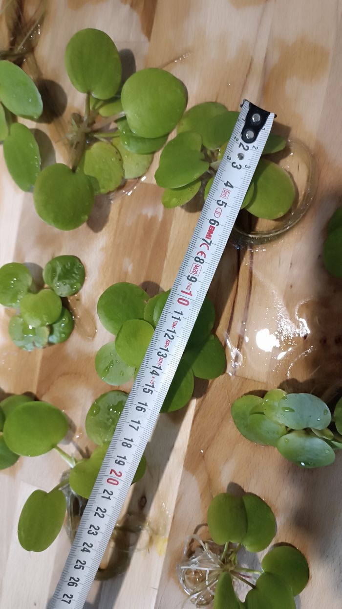 Lot de 18 laitues plantes flottantes aquarium - photo numéro 6