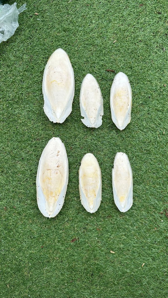 Lot de 6 os de seiches