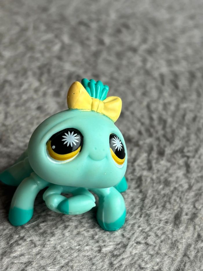 Petshop araignée