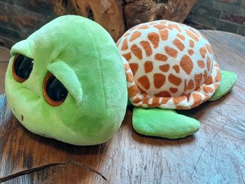 Peluche Tortue.  C sheeran
