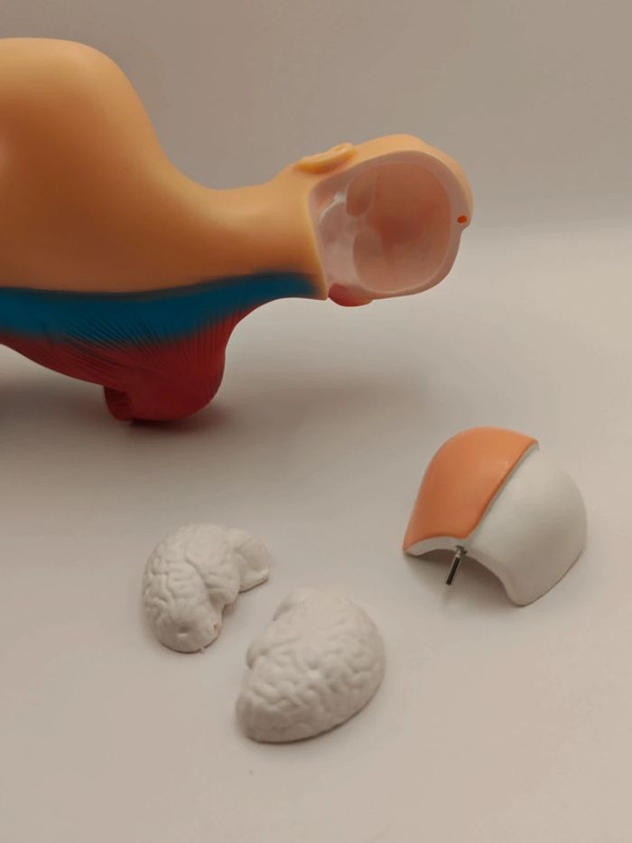 Maquette anatomie corps humain - photo numéro 8